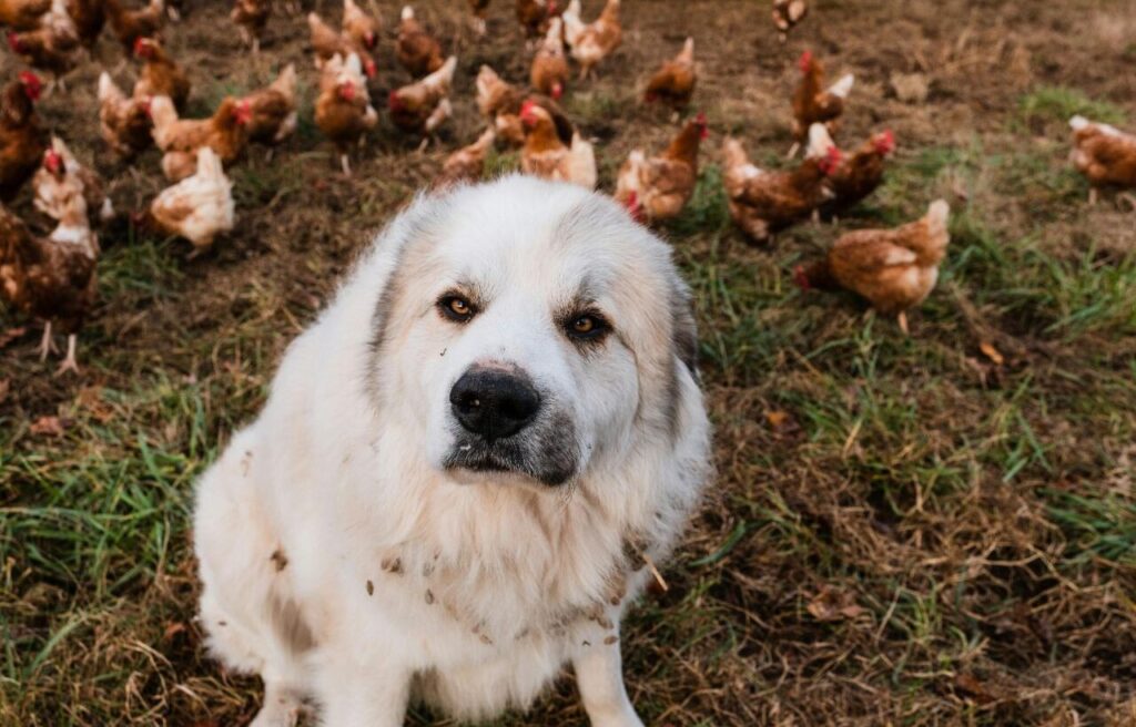 A large white livestock guardian dog sits in a field surrounded by a flock of brown chickens.