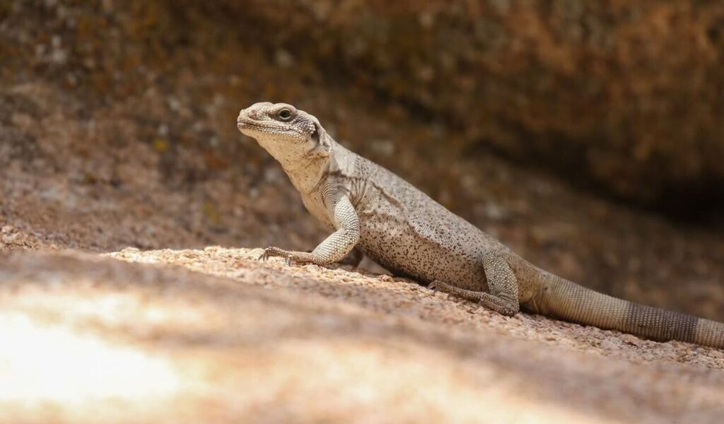Chuckwalla