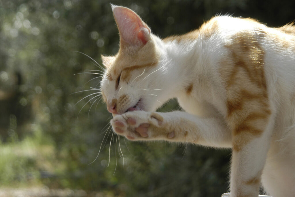 14 Cat Habits Vets Say Should Never Be Ignored