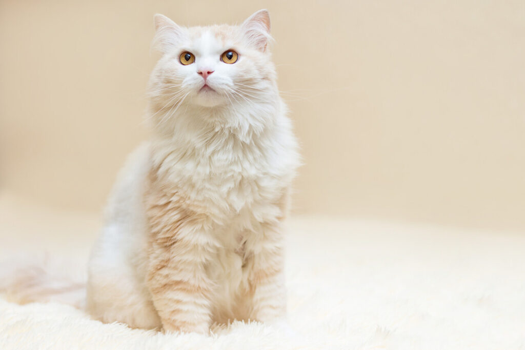 13 High-Maintenance Cat Breeds You Should Never Adopt (If You Are Impatient)