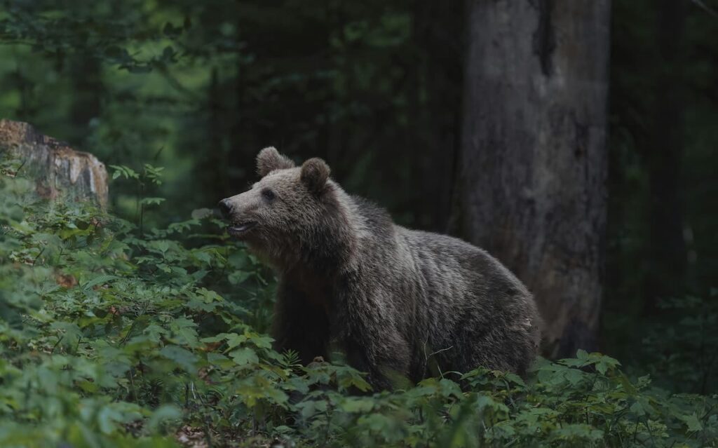 Brown bear walking through forest