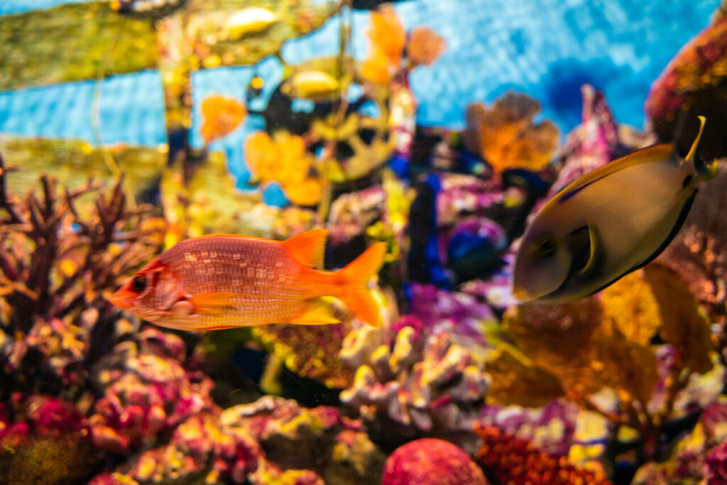 Adjust Aquarium feeding Feeding Based on Temperature