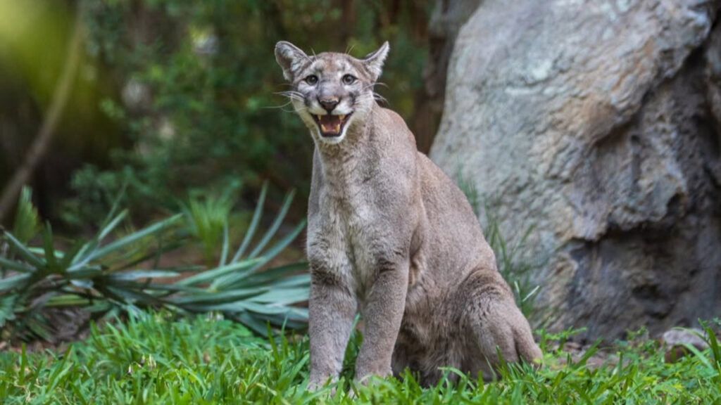 Florida Panther