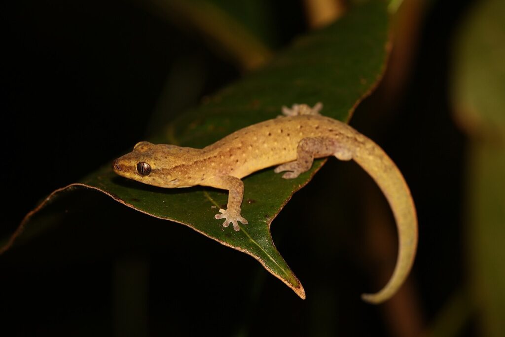 Bavayia Gecko