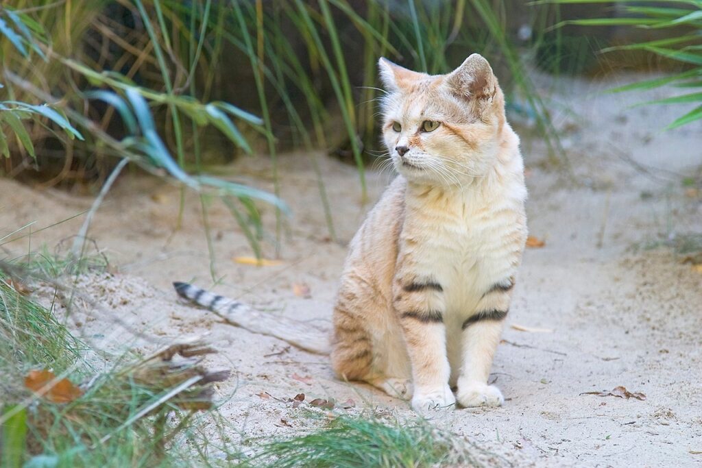 Sand Cat