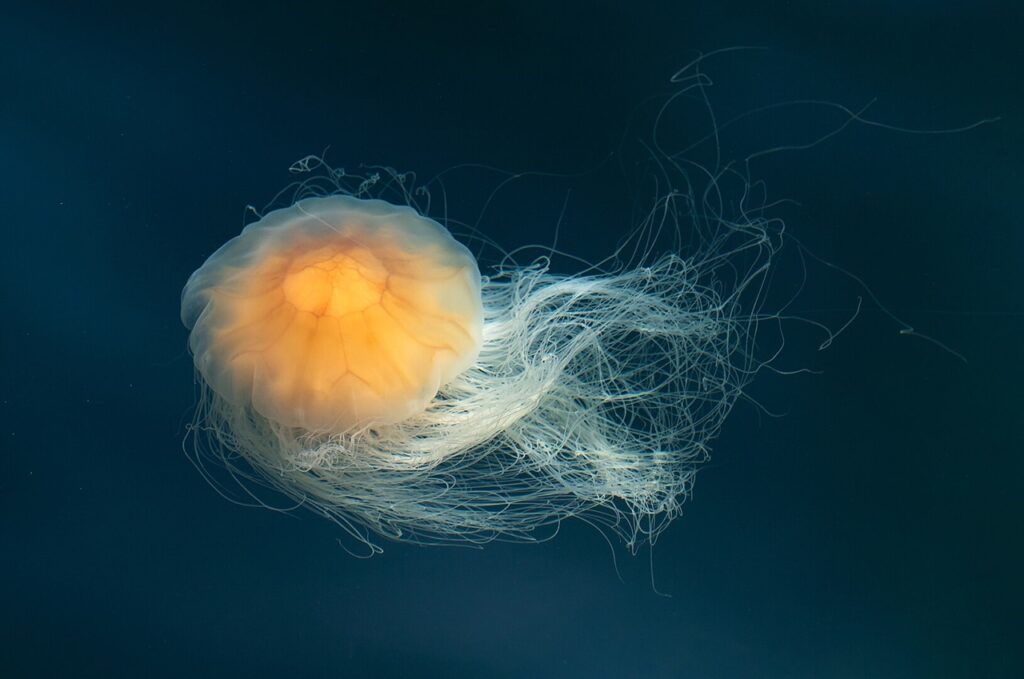 Lion's mane jellyfish