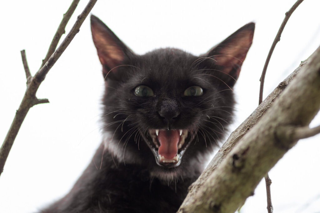 Terrified cat due to changes in environment