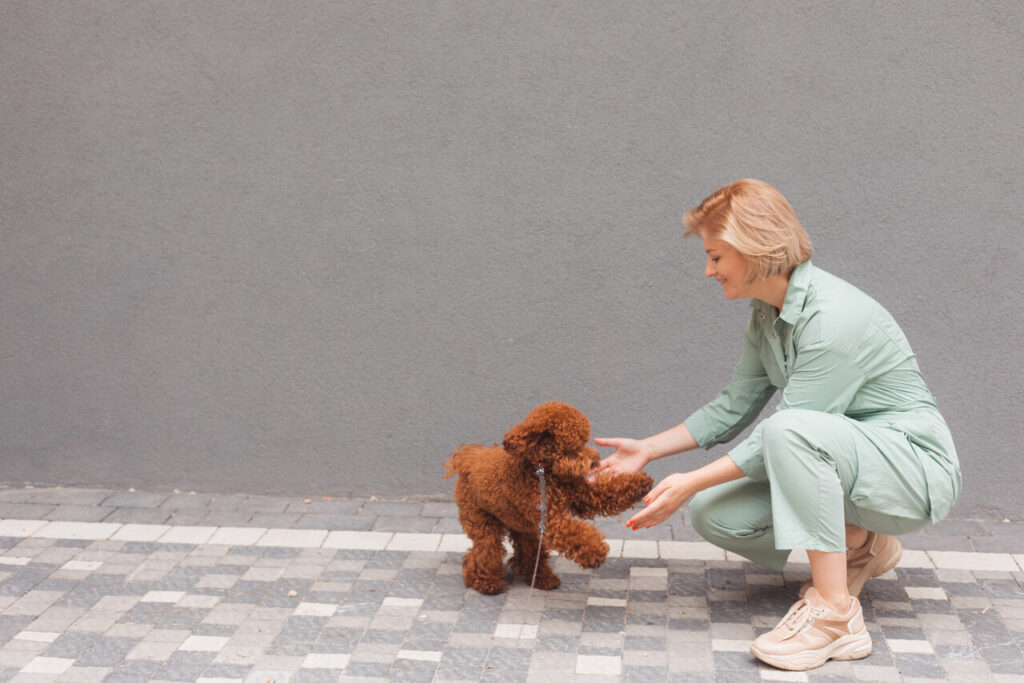 Poodles Learn Lightning-Fast