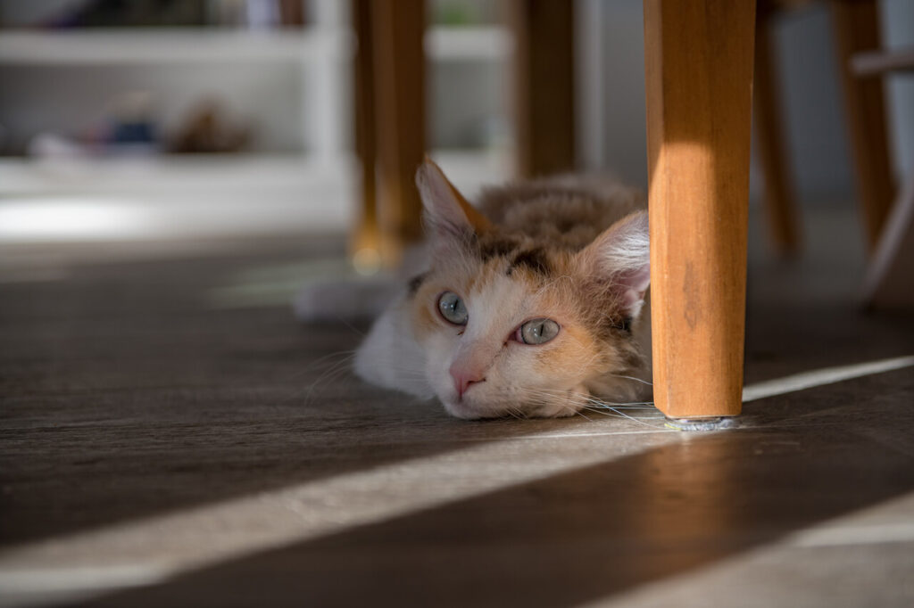 LaPerm Cat