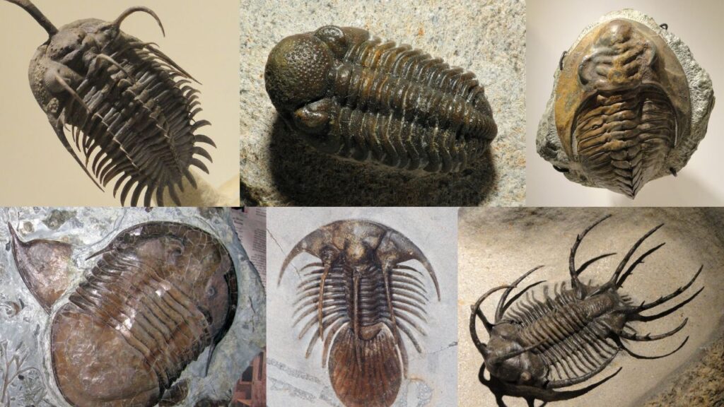 Collage of six trilobite genera