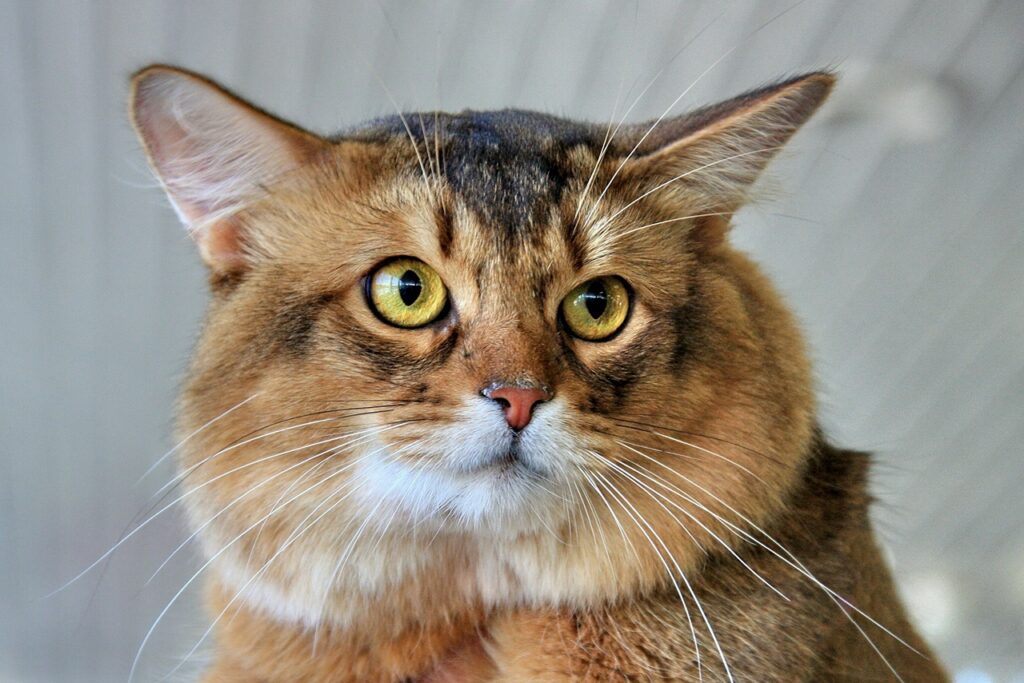 Somali cat