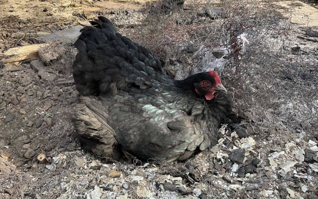 A black hen rests on dusty, ashy ground surrounded by debris and metal scraps.