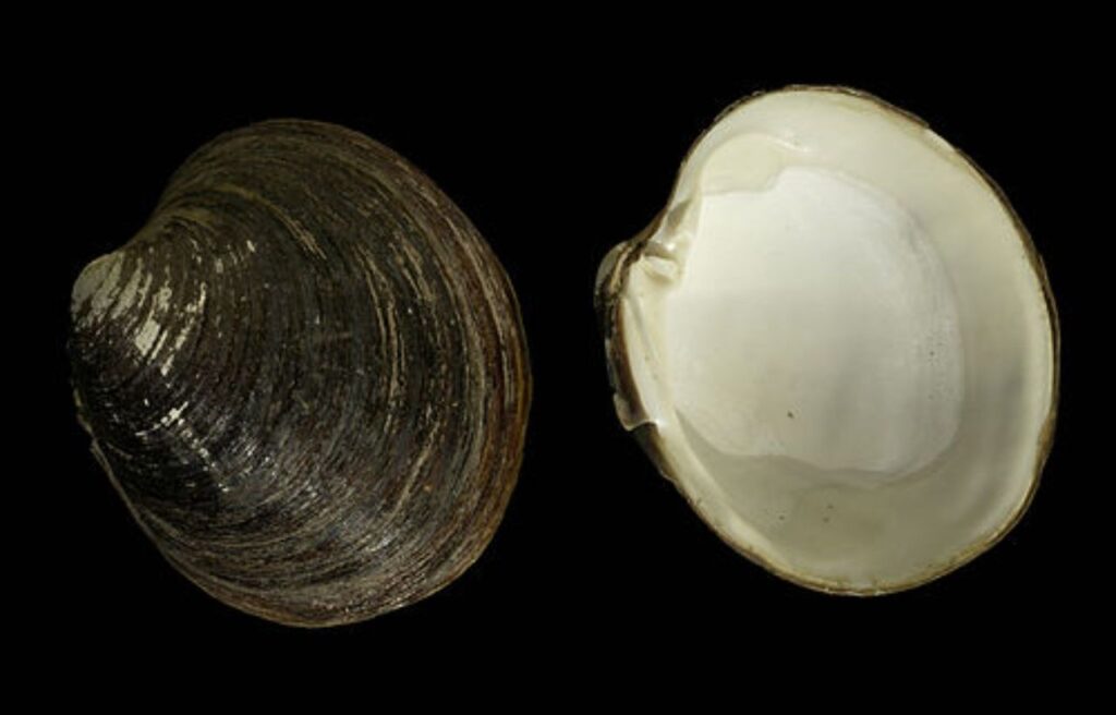 Ocean Quahog Clam