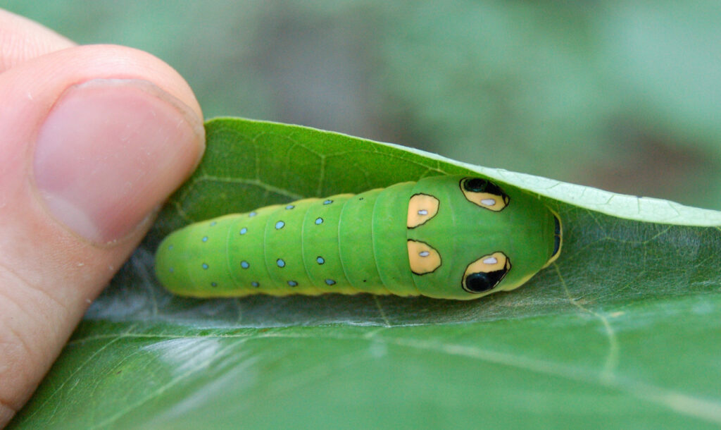 A Spicebush Swallowtail Caterpiller