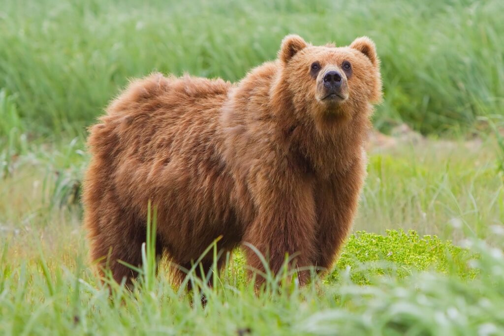 Kodiak bear