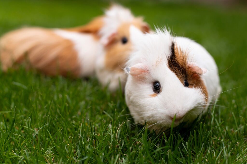 Guinea Pig