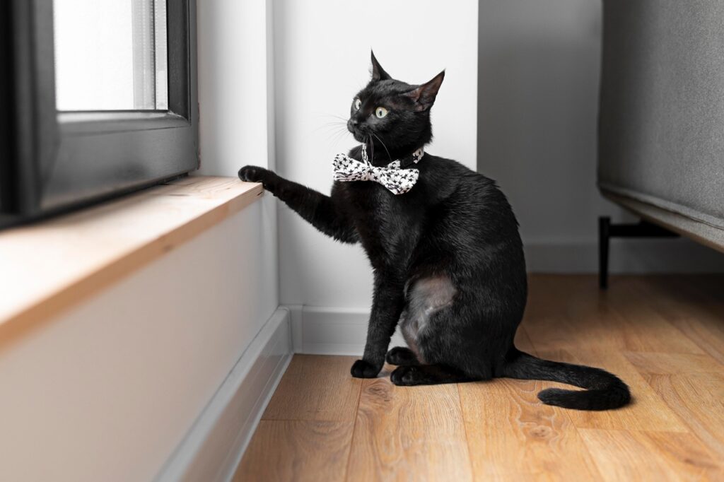 BLack Cat