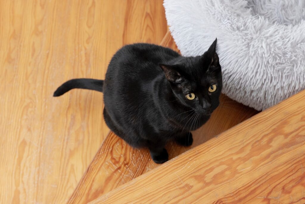 BLack Cat