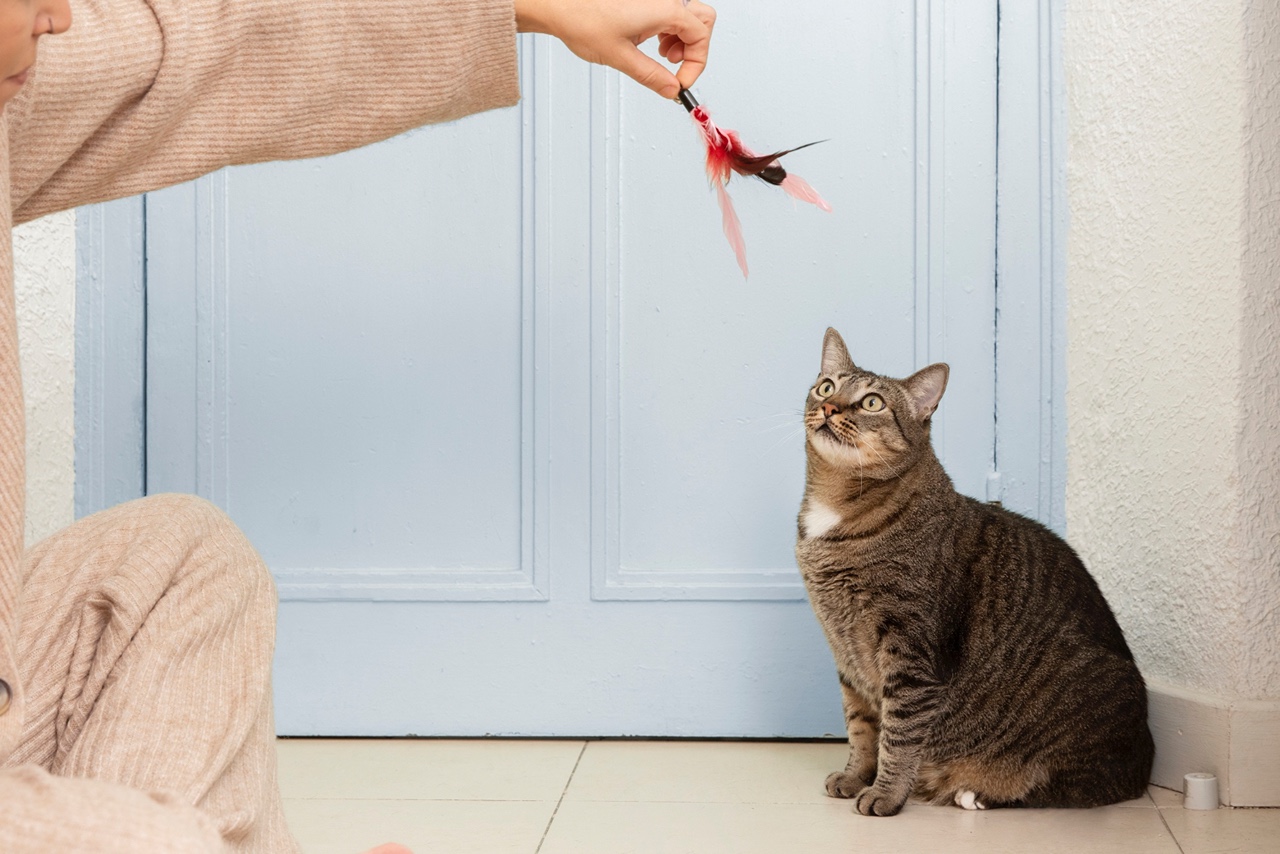 Cat Near Door
