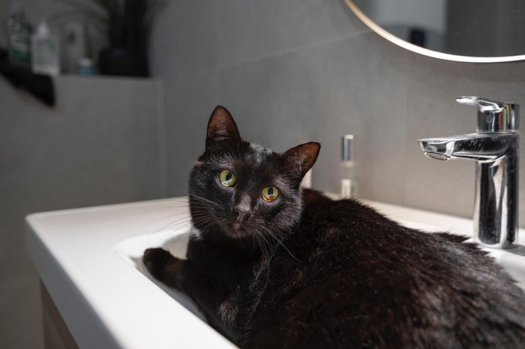 Cat In Sink