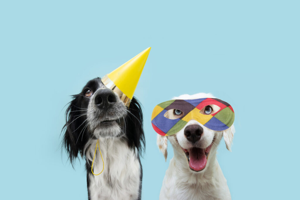 Host a Pet Photoshoot