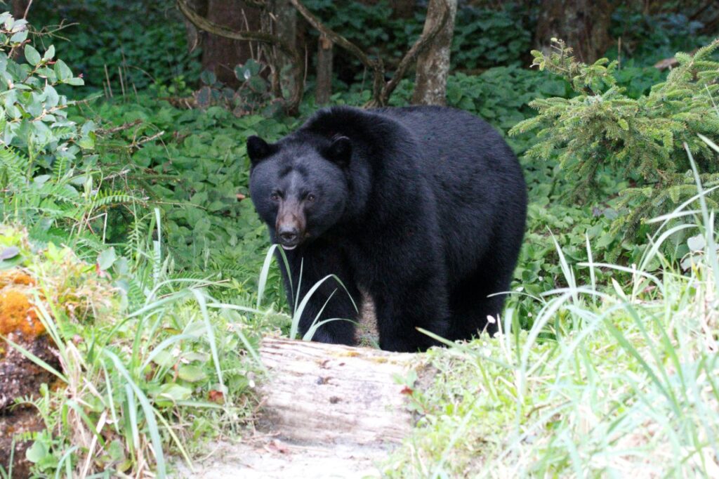 Black Bear