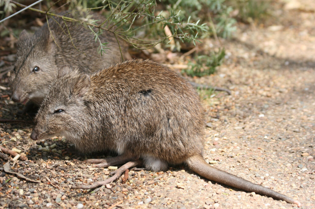 A Pair of Long-nosed Potoroo