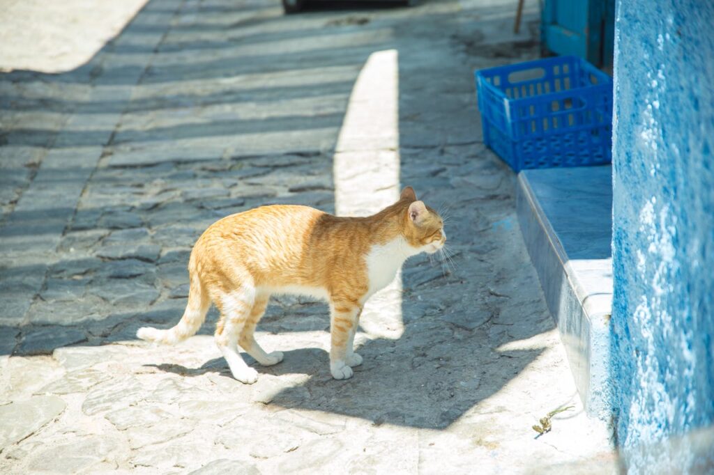 Cat staring