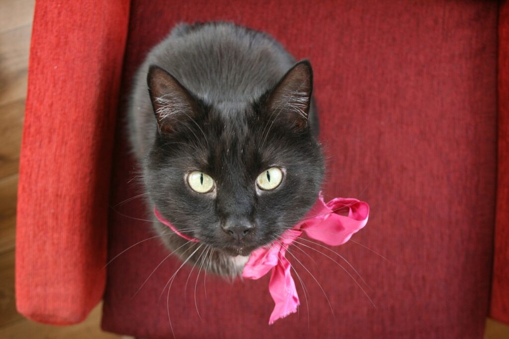BLack Cat