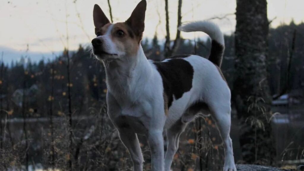 Danish swedish farmdog