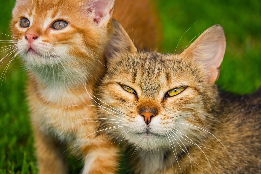 Cat purr