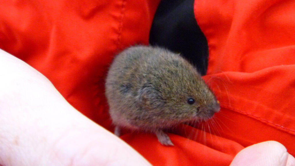  A Bavarian Pine Vole