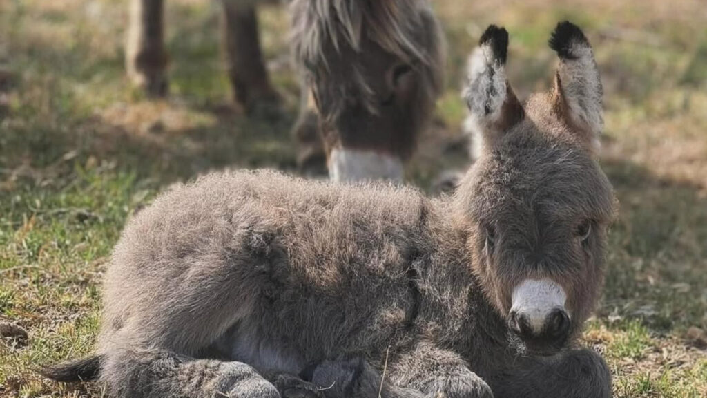 Miniature Donkeys