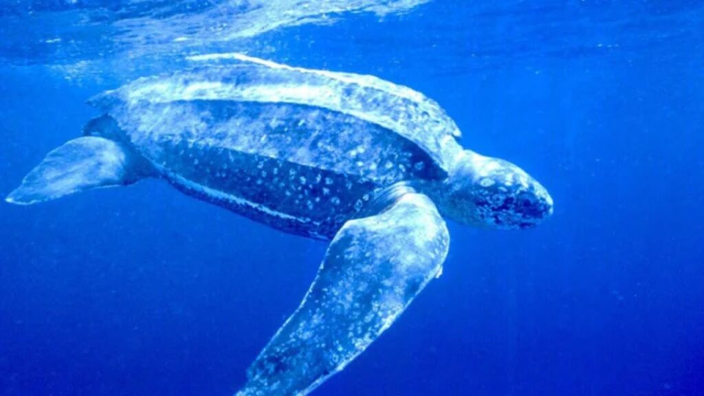 Leatherback Sea Turtle