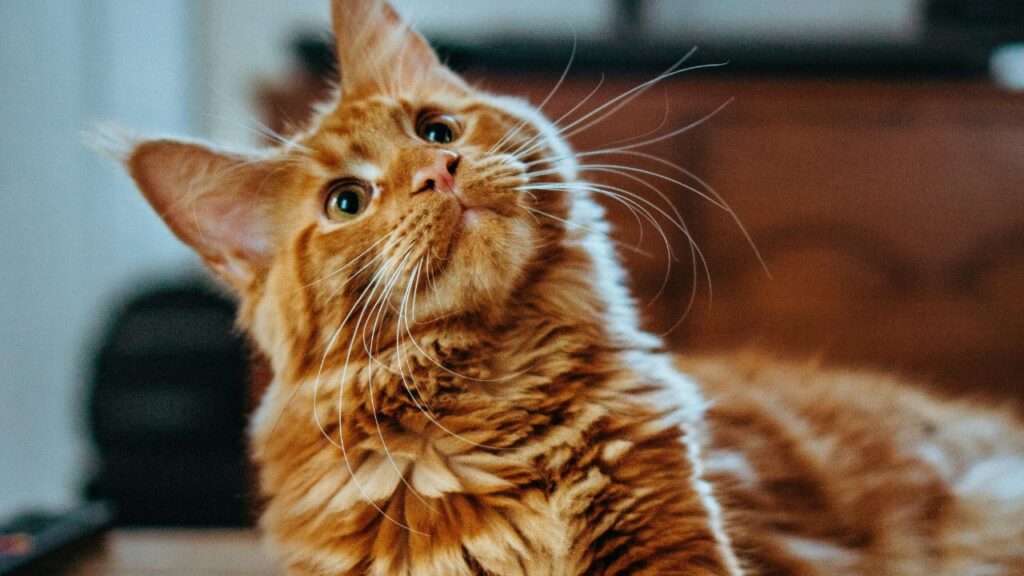 Maine Coon