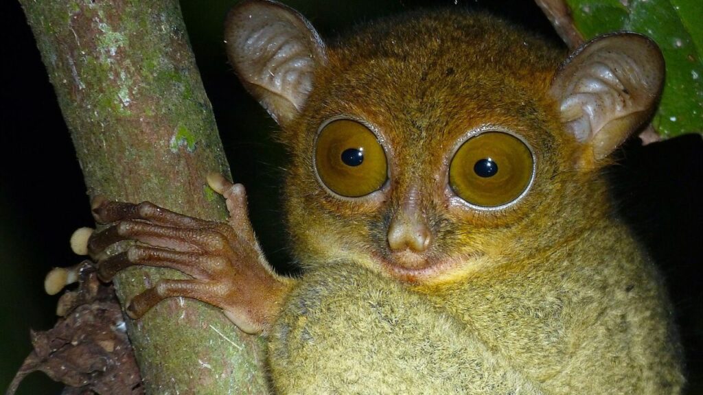 Horsfield's tarsier
