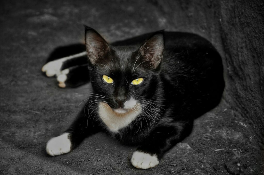 Black Cat
