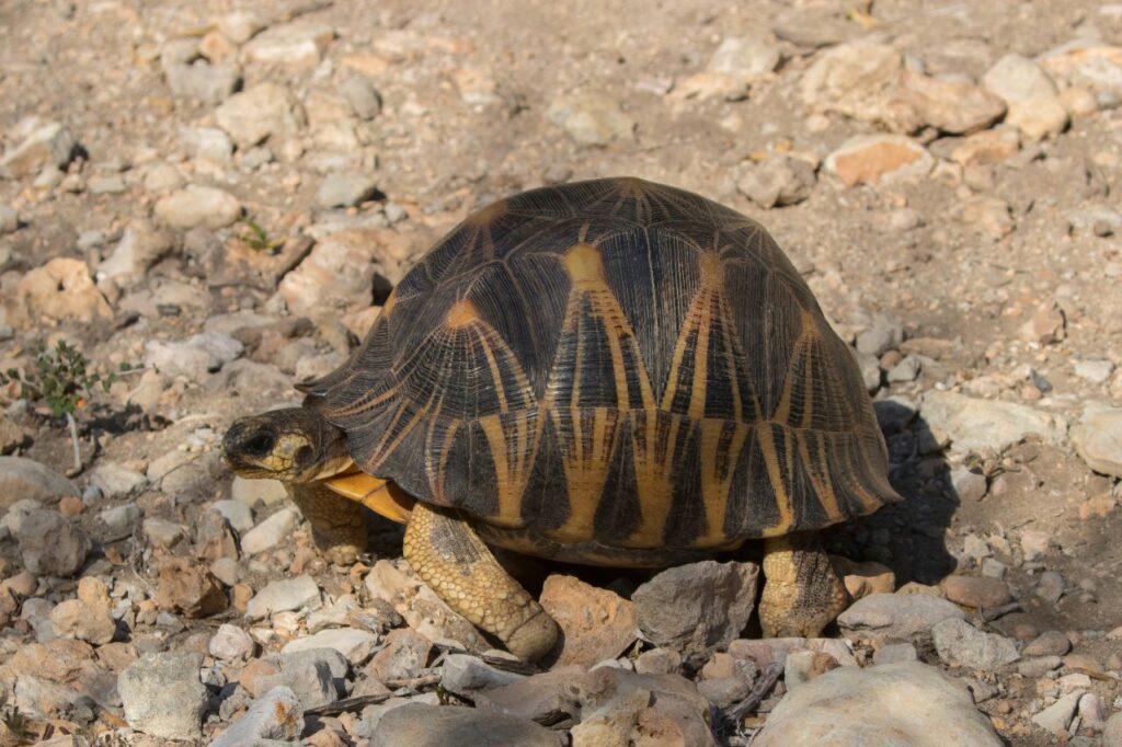 Radiated_tortoise