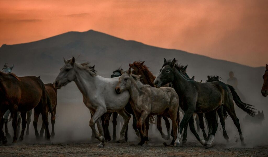 Wild horses gather and walk together on a dusty plain beneath a dramatic sunset sky.