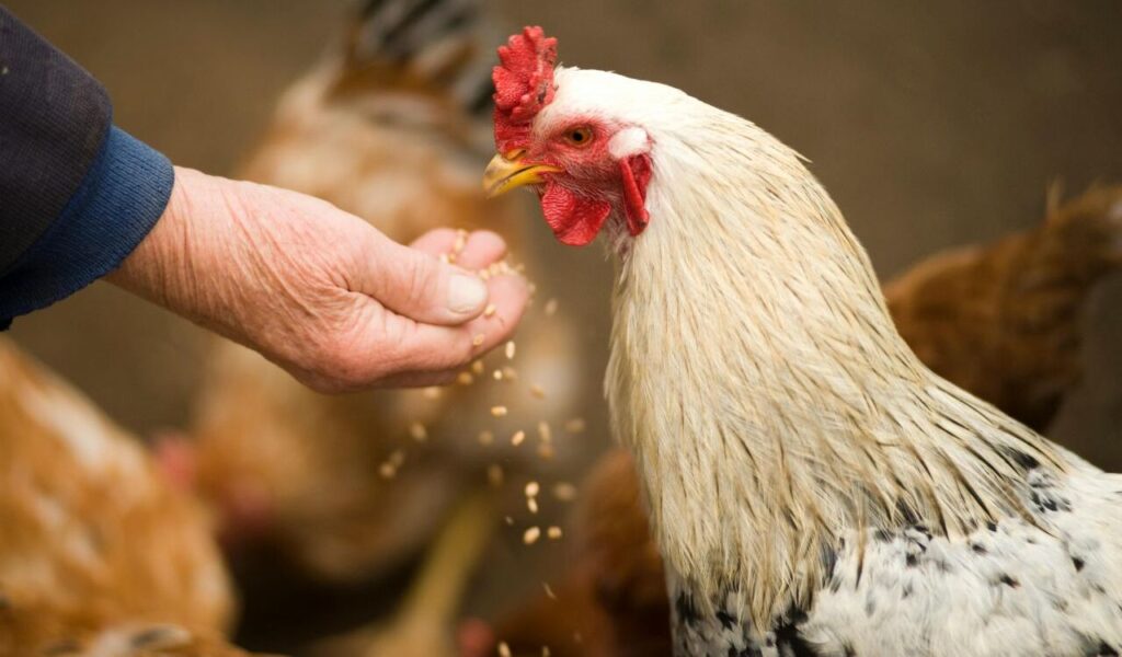 A person hand-feeds grain to a white and black rooster among other chickens.