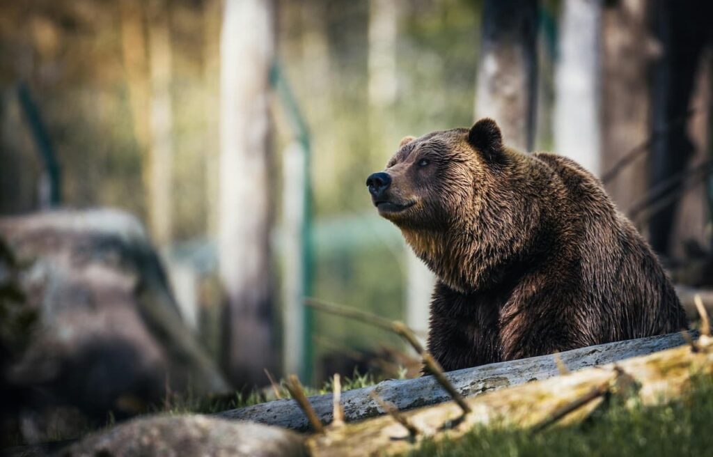 Grizzly bear in forest