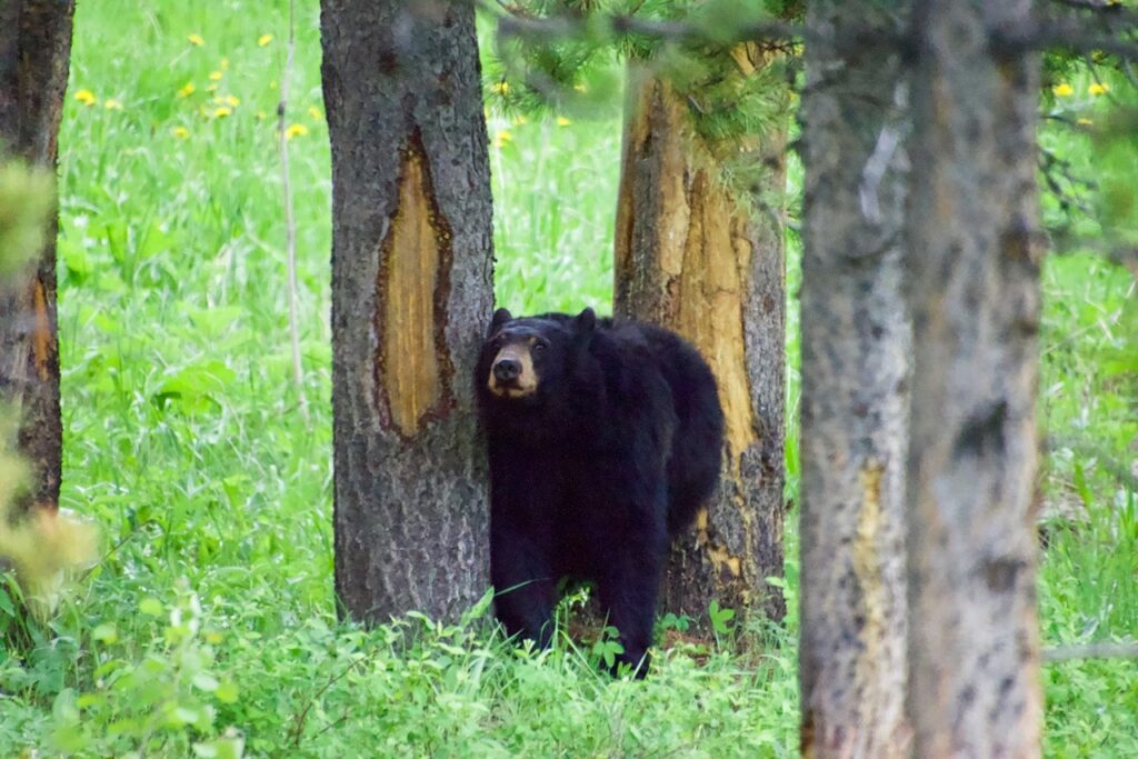 Black bear