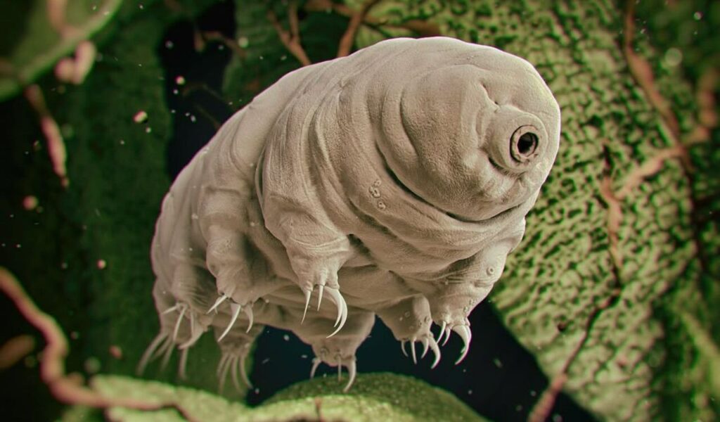 Tardigrades