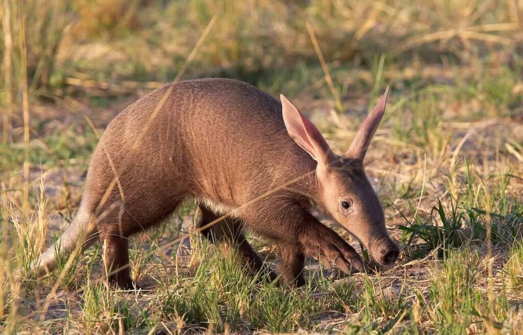 Aardvark