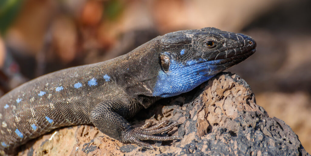 A La Palma Giant Lizard