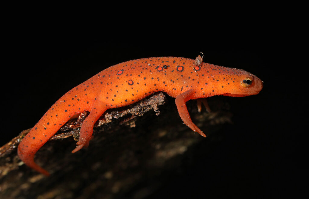 red spotted newt