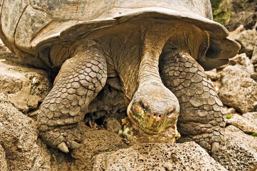 15 Wild Animals That Outlive Expectations