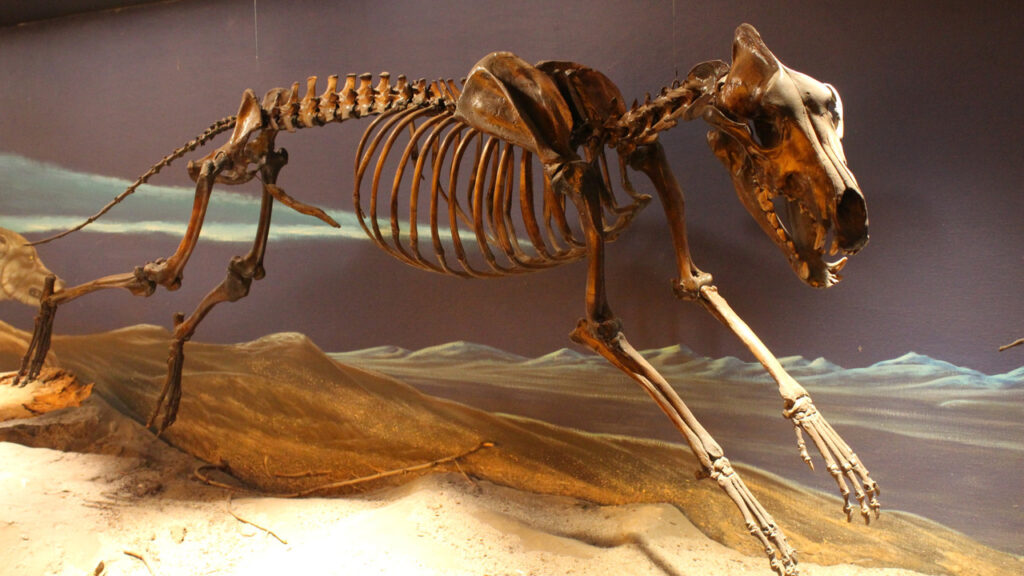 A Dire Wolf Skeleton
