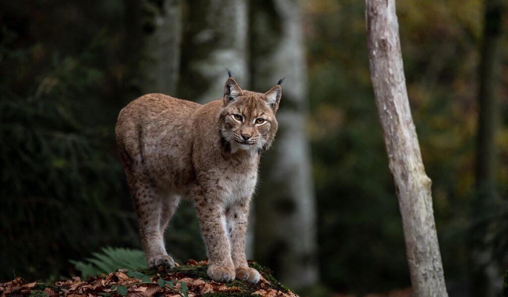 Canada Lynx