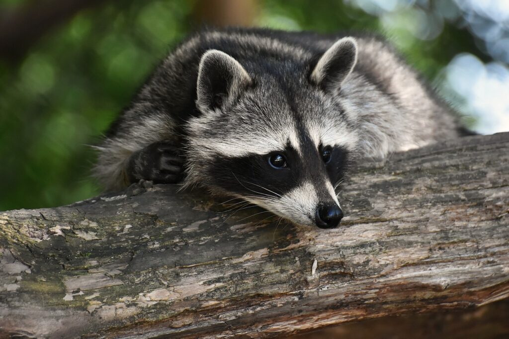 The menacing Raccoon